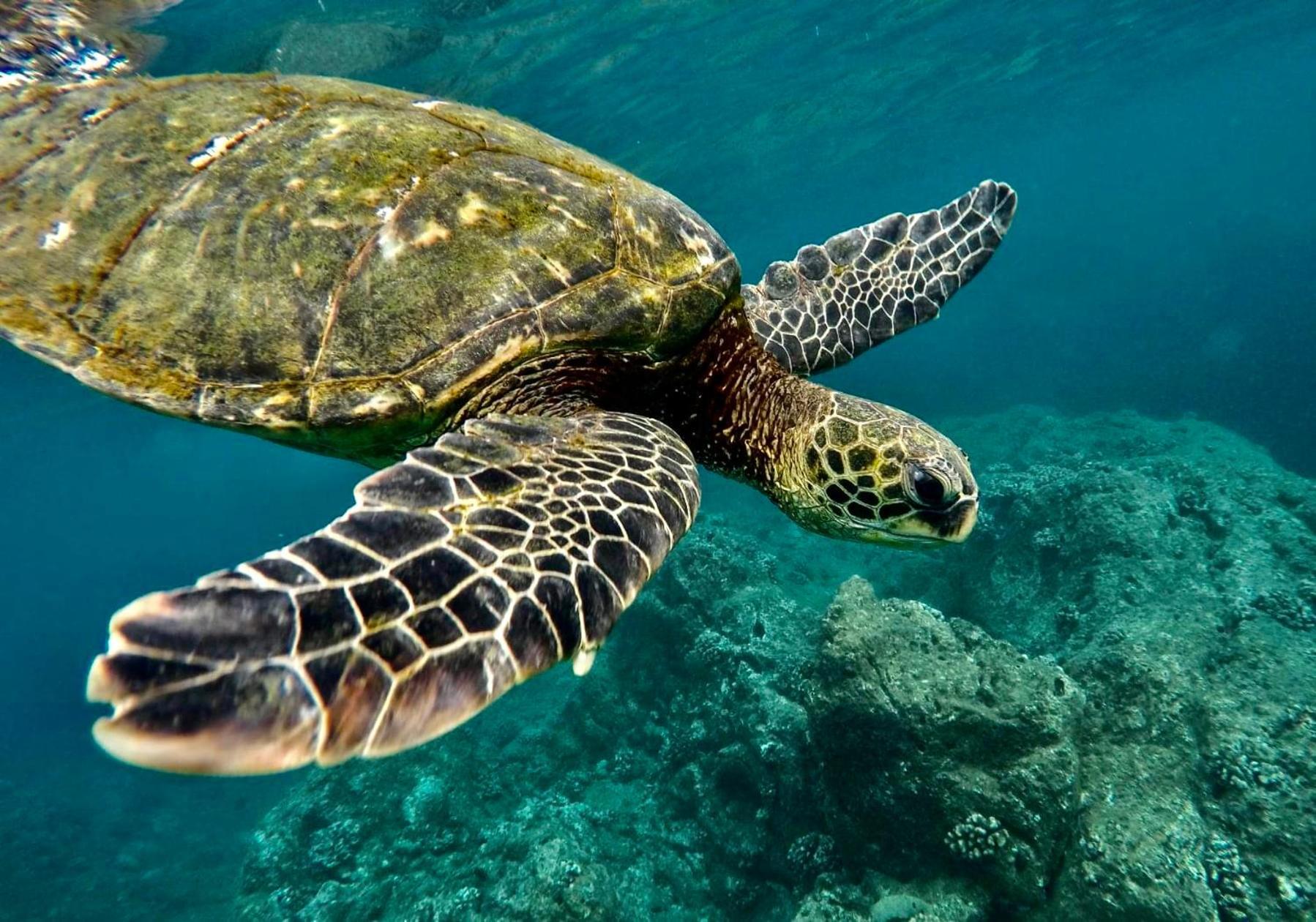 Spring Rates Book Now - Islander Condos Kailua-Kona Exteriör bild